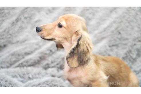 販売中の滋賀県のカニンヘンダックスフンド(ロングヘアード)-394099の3枚目