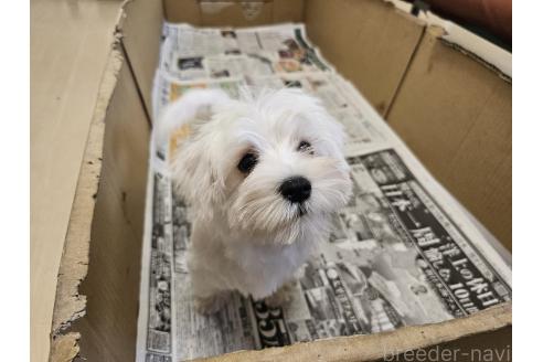 販売中の愛知県のミックス犬-386318の10枚目