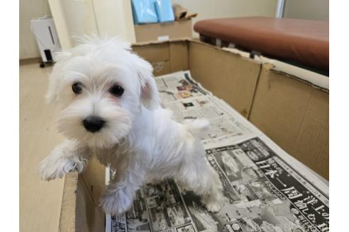 販売中の愛知県のミックス犬-386318の9枚目
