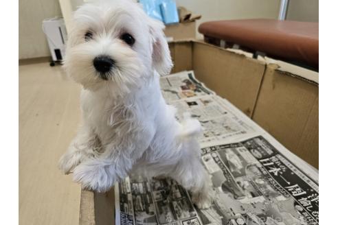 販売中の愛知県のミックス犬-386318の8枚目