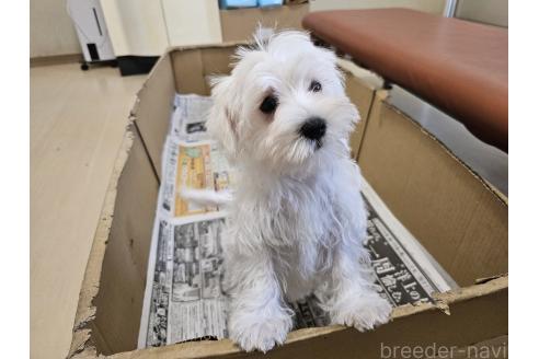 販売中の愛知県のミックス犬-386318の7枚目