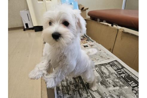 販売中の愛知県のミックス犬-386318の6枚目
