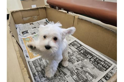 販売中の愛知県のミックス犬-386318の5枚目