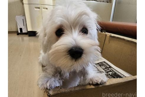 販売中の愛知県のミックス犬-386318の4枚目