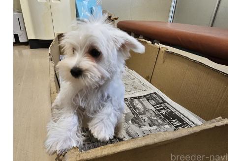 販売中の愛知県のミックス犬-386318の3枚目