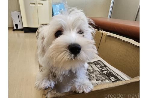 販売中の愛知県のミックス犬-386318の2枚目