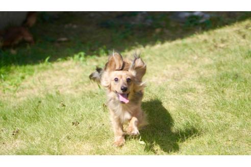 販売中の滋賀県のカニンヘンダックスフンド(ロングヘアード)-394106の2枚目