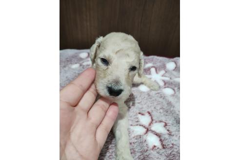 販売中の福岡県のスタンダードプードル-394111の2枚目