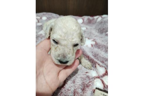 販売中の福岡県のスタンダードプードル-394112の4枚目