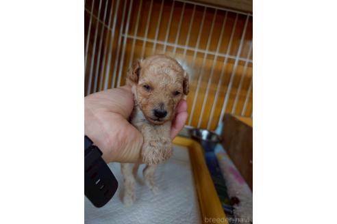 販売中の長野県のトイプードル-394115の2枚目
