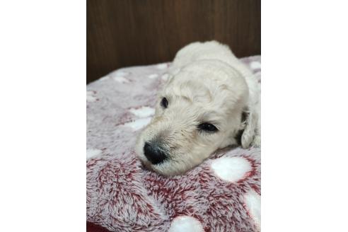 販売中の福岡県のスタンダードプードル-394116の4枚目