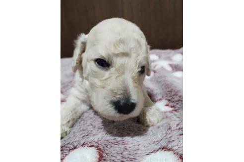 販売中の福岡県のスタンダードプードル-394116の3枚目