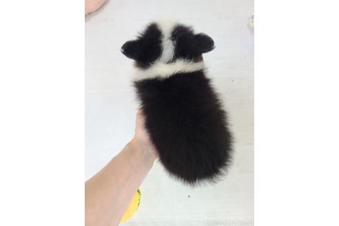 販売中の東京都のミックス犬-394118の10枚目