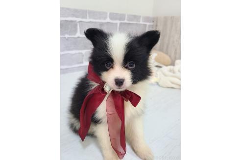 販売中の東京都のミックス犬-394118の9枚目