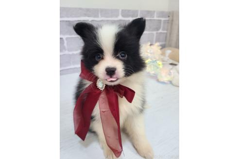 販売中の東京都のミックス犬-394118の8枚目