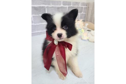 販売中の東京都のミックス犬-394118の7枚目