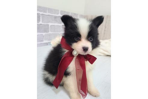 販売中の東京都のミックス犬-394118の6枚目