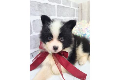 販売中の東京都のミックス犬-394118の5枚目