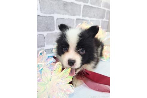 販売中の東京都のミックス犬-394118の4枚目