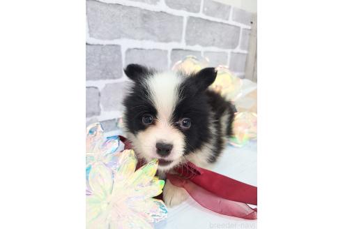 販売中の東京都のミックス犬-394118の3枚目