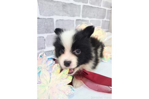 販売中の東京都のミックス犬-394118の2枚目