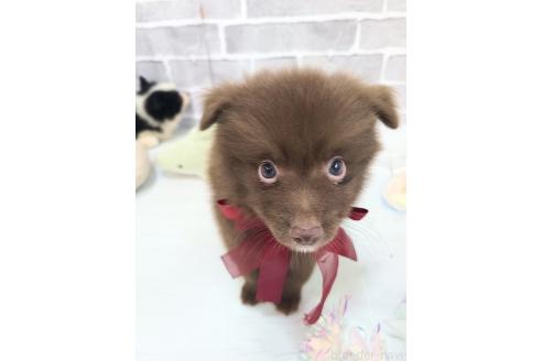 販売中の東京都のミックス犬-394120の6枚目