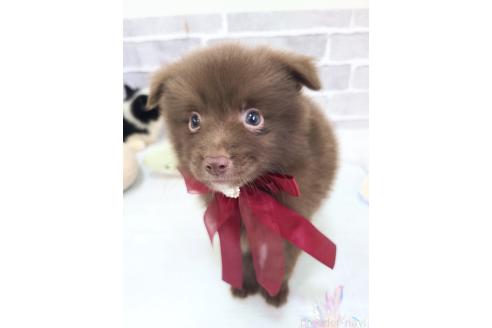 販売中の東京都のミックス犬-394120の5枚目