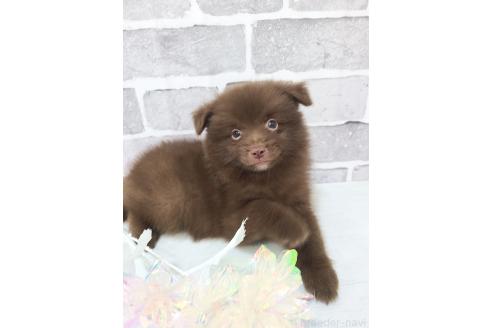 販売中の東京都のミックス犬-394120の4枚目
