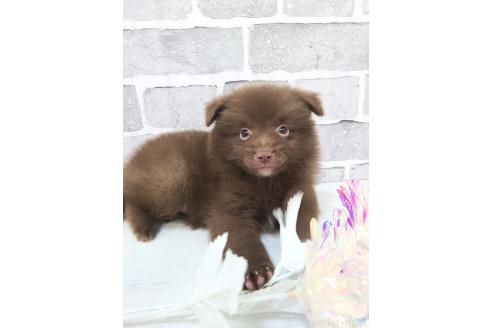 販売中の東京都のミックス犬-394120の3枚目