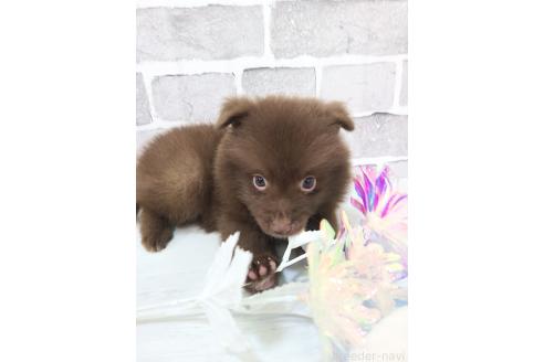 販売中の東京都のミックス犬-394120の2枚目