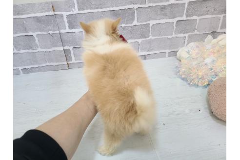 販売中の東京都のミックス犬-394128の11枚目