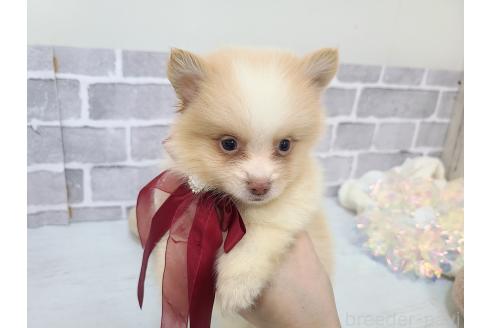 販売中の東京都のミックス犬-394128の10枚目
