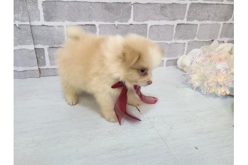 販売中の東京都のミックス犬-394128の9枚目