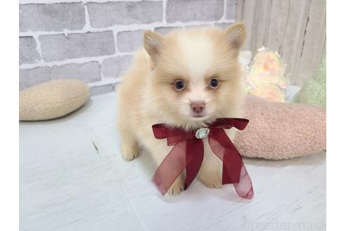 販売中の東京都のミックス犬-394128の8枚目