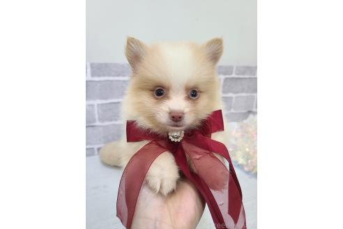 販売中の東京都のミックス犬-394128の6枚目