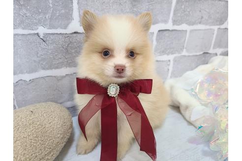 販売中の東京都のミックス犬-394128の5枚目
