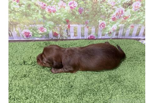販売中の埼玉県のミニチュアダックスフンド(ロングヘアード)-394124の3枚目