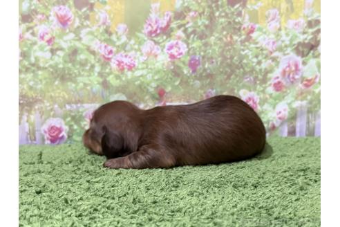 販売中の埼玉県のミニチュアダックスフンド(ロングヘアード)-394124の2枚目