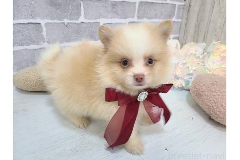 販売中の東京都のミックス犬-394128の4枚目