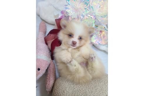 販売中の東京都のミックス犬-394128の3枚目