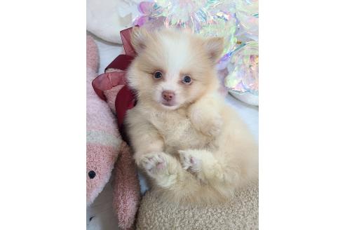 販売中の東京都のミックス犬-394128の2枚目