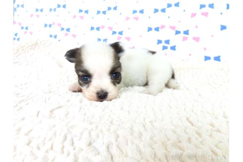 販売中の千葉県のパピヨン-394127の2枚目
