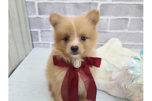 販売中の東京都のミックス犬-394129の6枚目