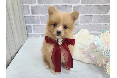 販売中の東京都のミックス犬-394129の5枚目