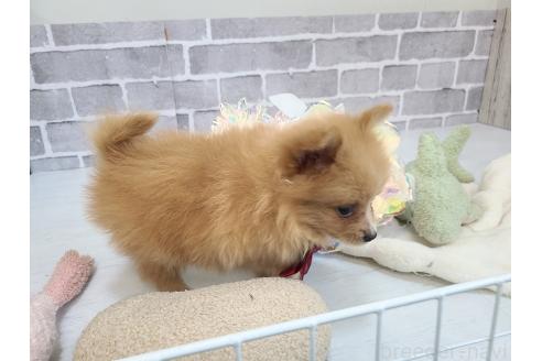 販売中の東京都のミックス犬-394129の4枚目