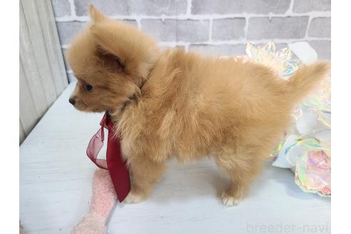 販売中の東京都のミックス犬-394129の3枚目