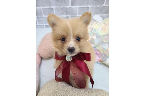 販売中の東京都のミックス犬-394129の2枚目