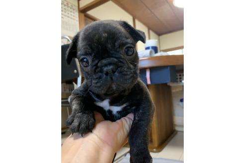 販売中の三重県のフレンチブルドッグ-394130