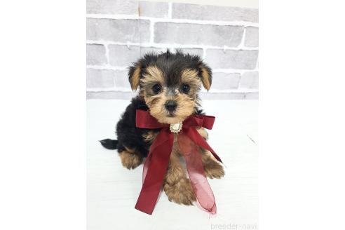 販売中の東京都のミックス犬-394131の16枚目