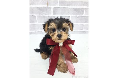 販売中の東京都のミックス犬-394131の15枚目